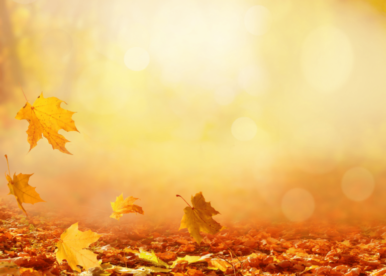 Beautiful autumn landscape with yellow trees and sun, Colorful foliage. Falling leaves natural background